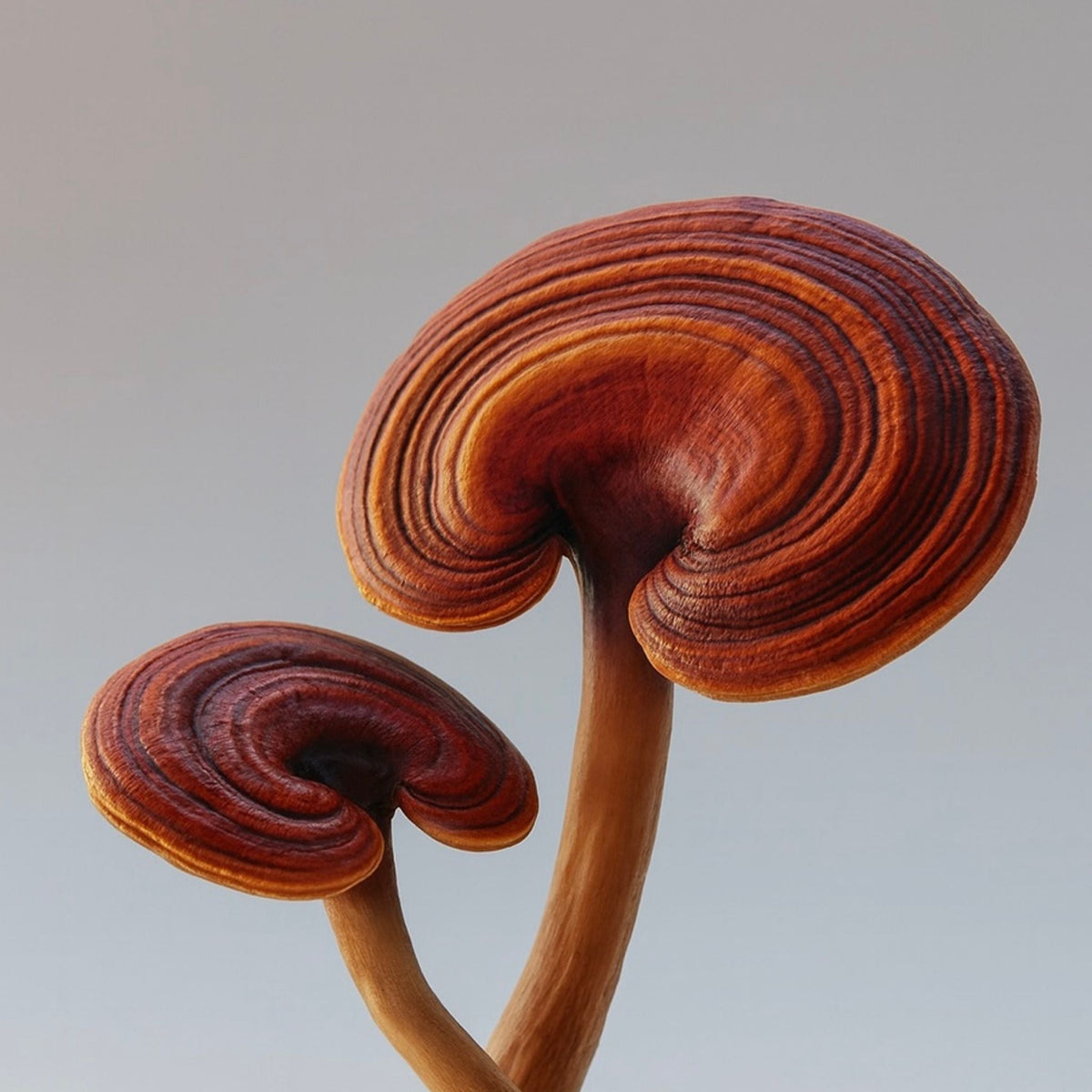 Two reishi mushrooms against grey gradient background