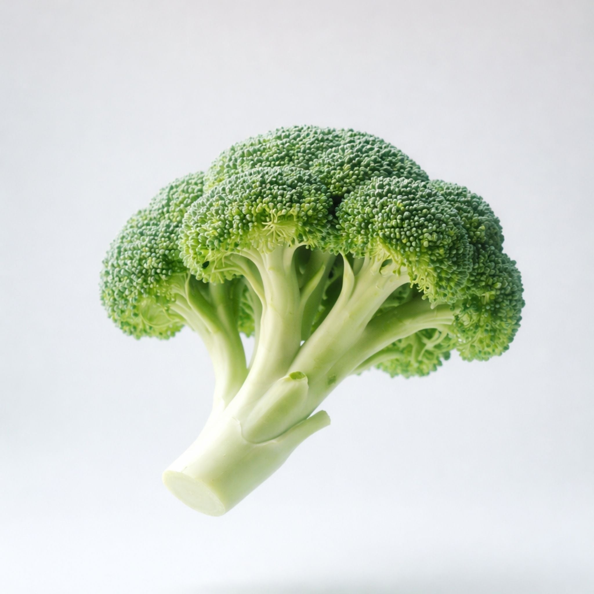 broccoli on plain background